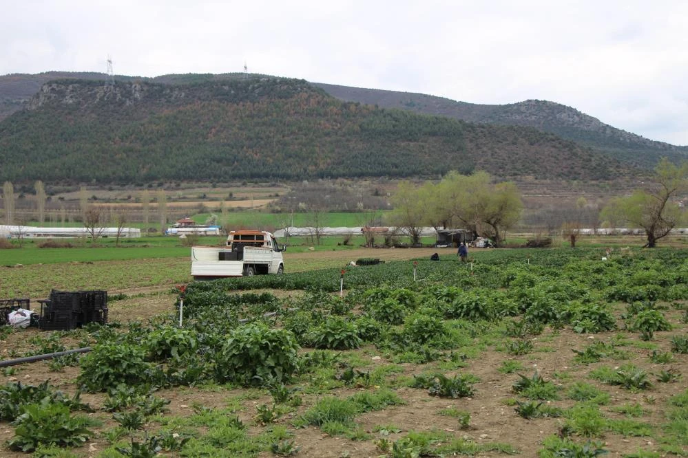 Patates ve soğandan sonra çiftçiden "ıspanak" çağrısı